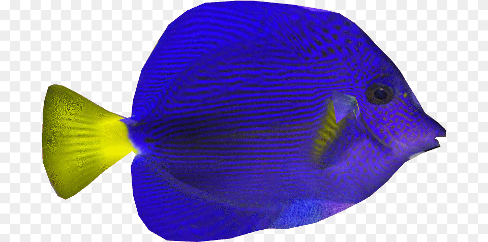 Real Purple Fish Purple Tang, Animal, Sea Life, Surgeonfish, Angelfish Png