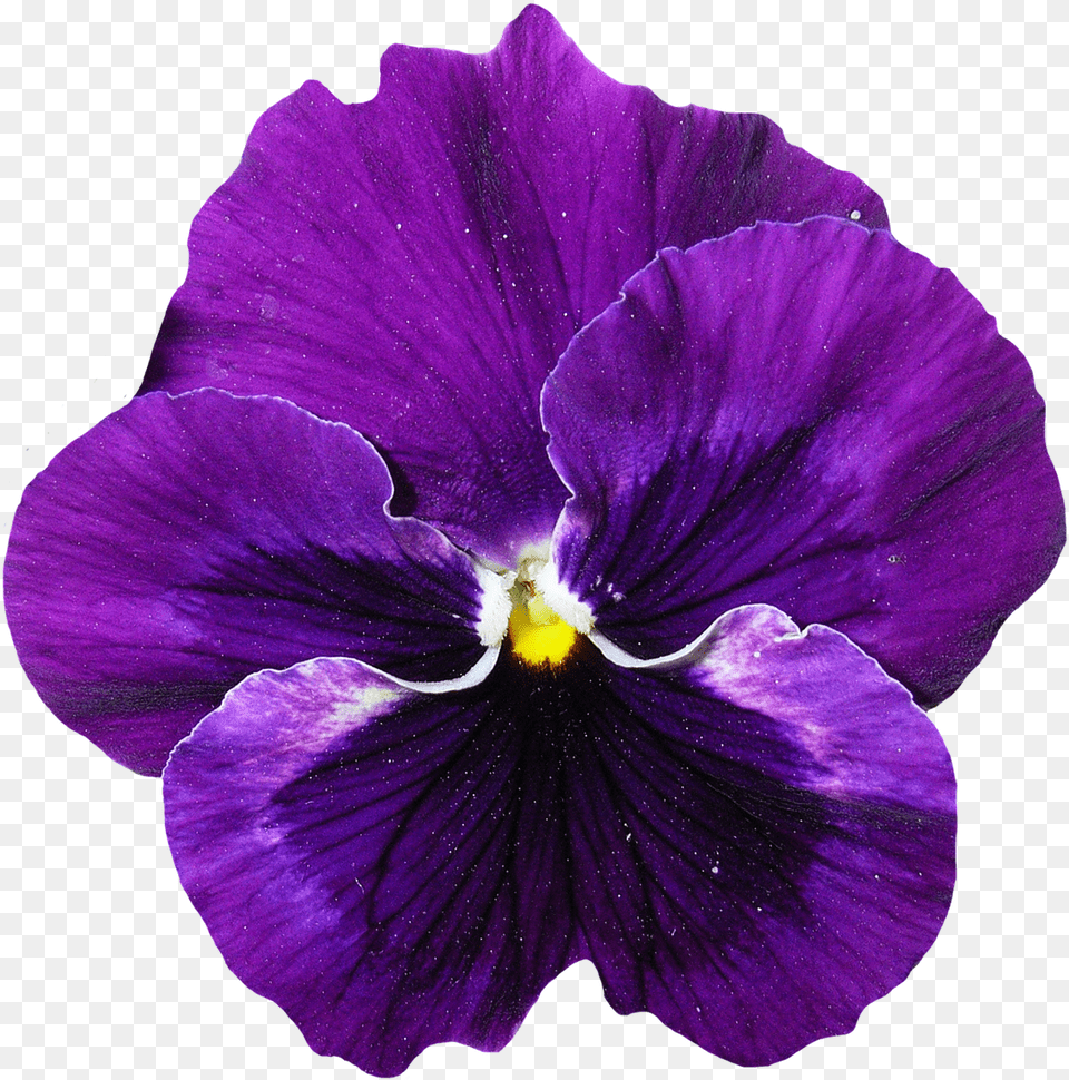Real Purple Flower, Plant, Pansy, Geranium, Rose Png