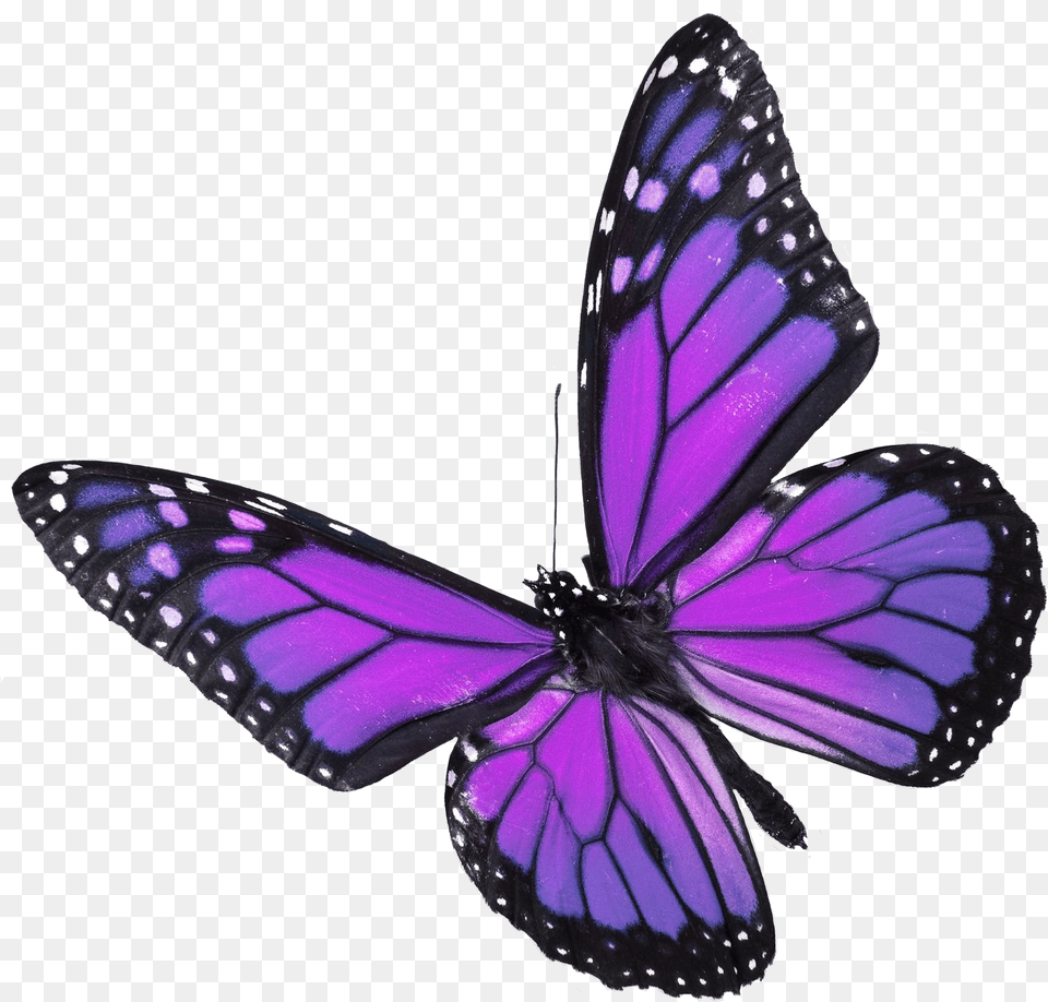Real Purple Monarch Butterfly, Animal, Insect, Invertebrate, Plant Png