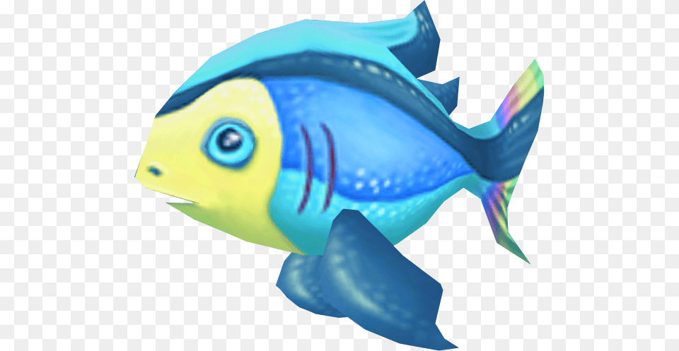 Real Rainbow Coral Reef Fish, Animal, Sea Life, Person Png