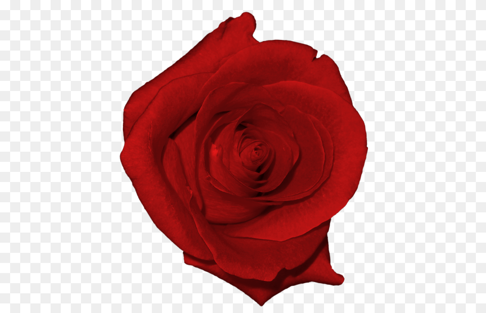 Real Red Rose, Flower, Plant, Petal Png