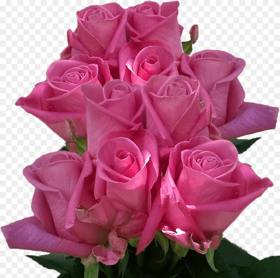 Real Roses Dark Purple Colors Roses Flowers Cheap 50 Real Rose Flower, Flower Arrangement, Flower Bouquet, Plant Png