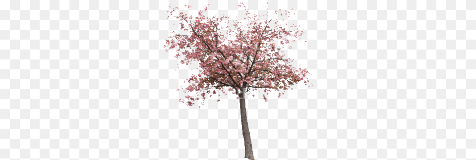 Real Sakura Tree Real Sakura Tree, Flower, Plant, Cherry Blossom Png Image