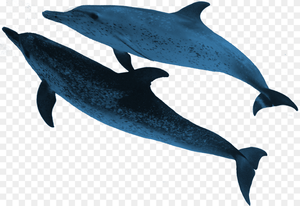 Real Sea Animals Marine Animals, Animal, Dolphin, Mammal, Sea Life Free Png