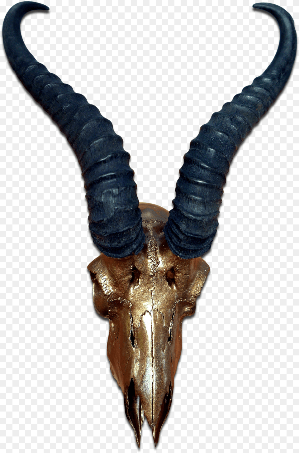 Real Springbok Skull Bronze Spray Painted African Antelope Antelope Horns, Animal, Impala, Mammal, Wildlife Free Png