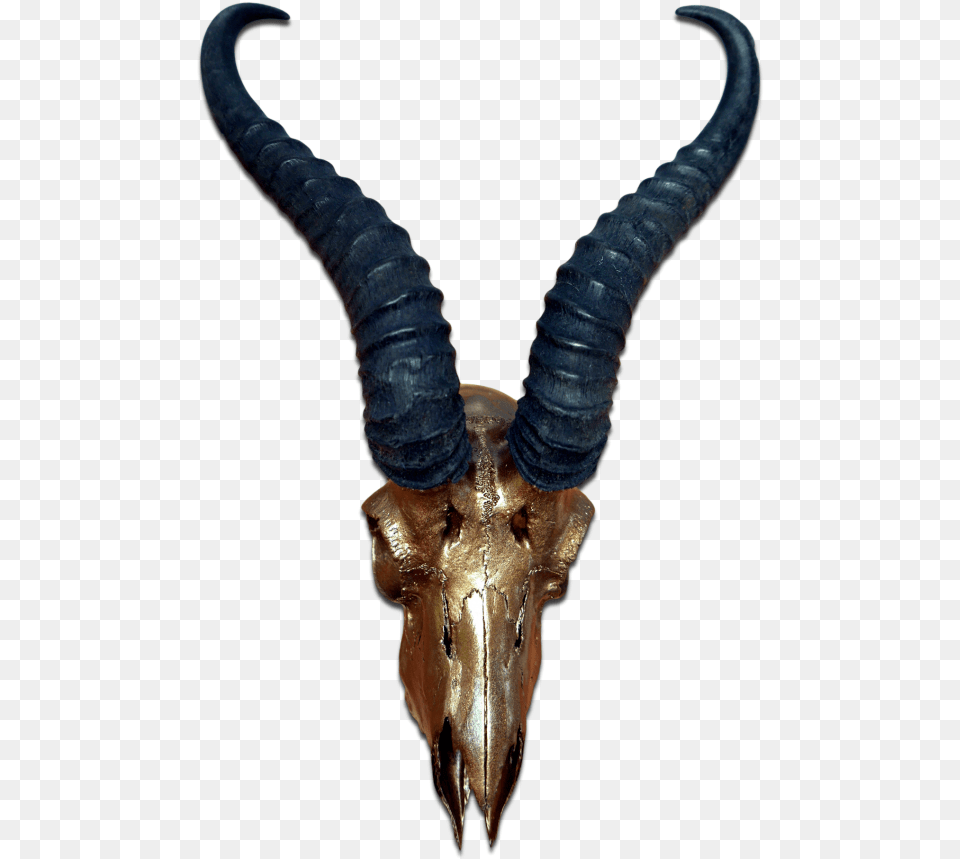 Real Springbok Skull Bronze Spray Painted African Antelope Antelope Skull, Animal, Mammal, Impala, Wildlife Free Png Download