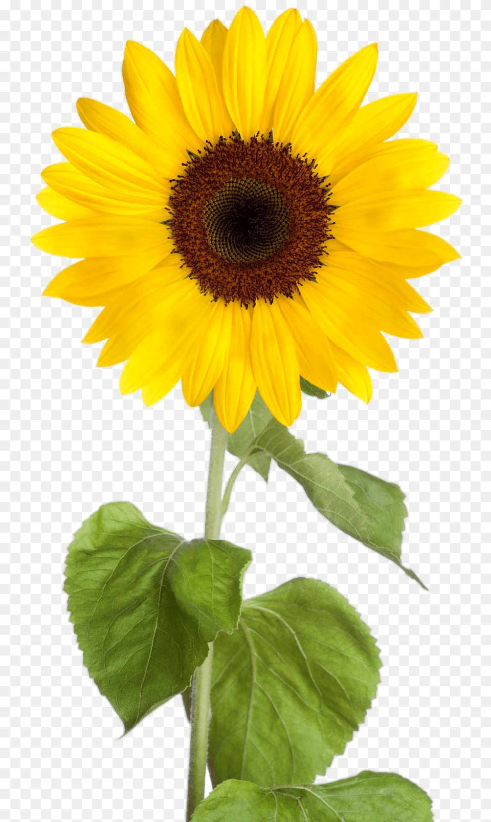 Real Sunflower Clipart Sunflower Clipart Background, Flower, Plant Free Transparent Png