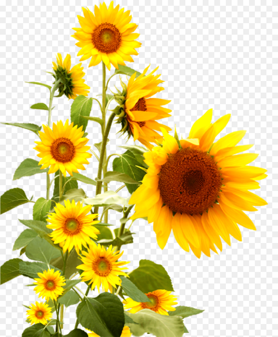 Real Sunflower Images Background Sunflower, Flower, Plant Png