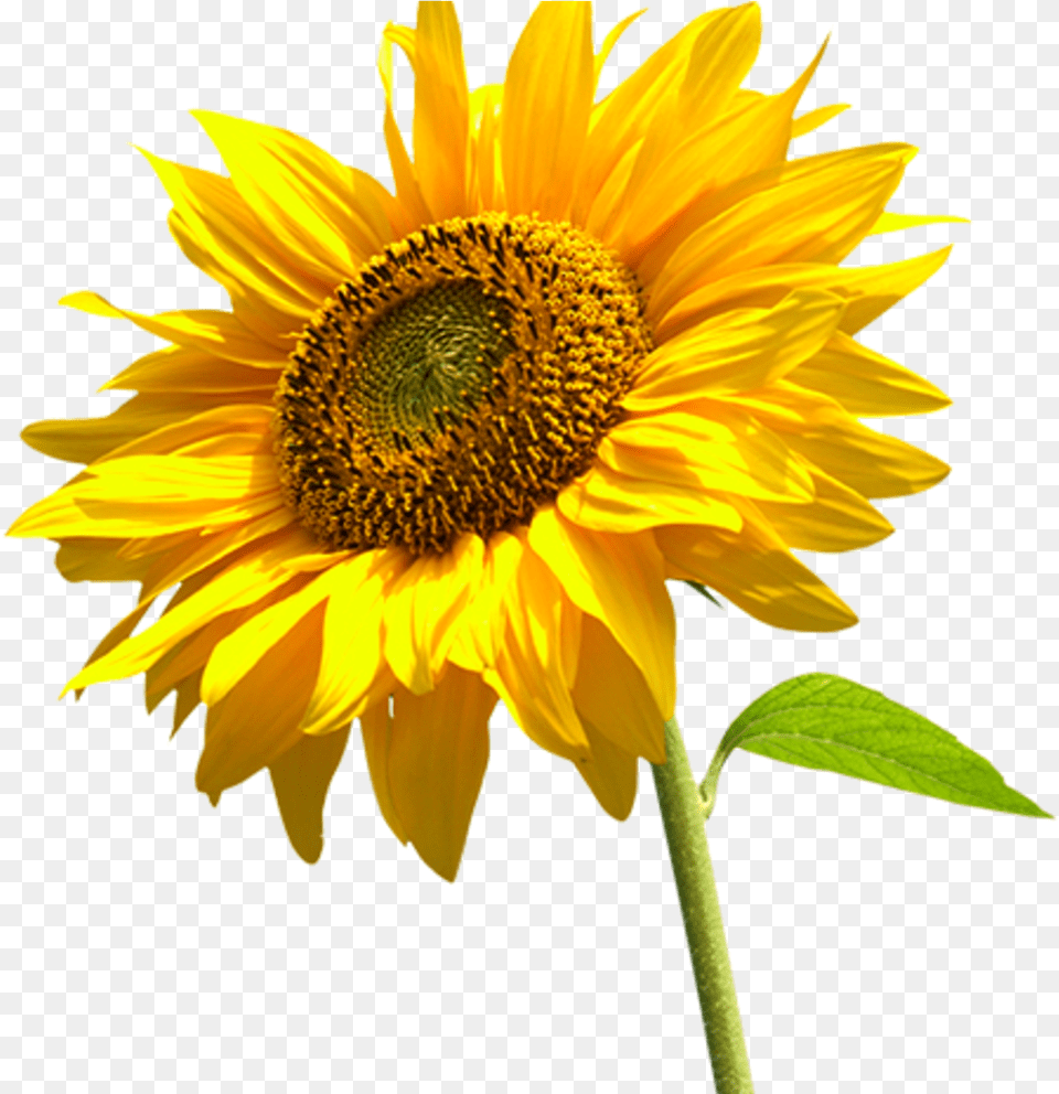 Real Sunflower Background, Flower, Plant Free Transparent Png