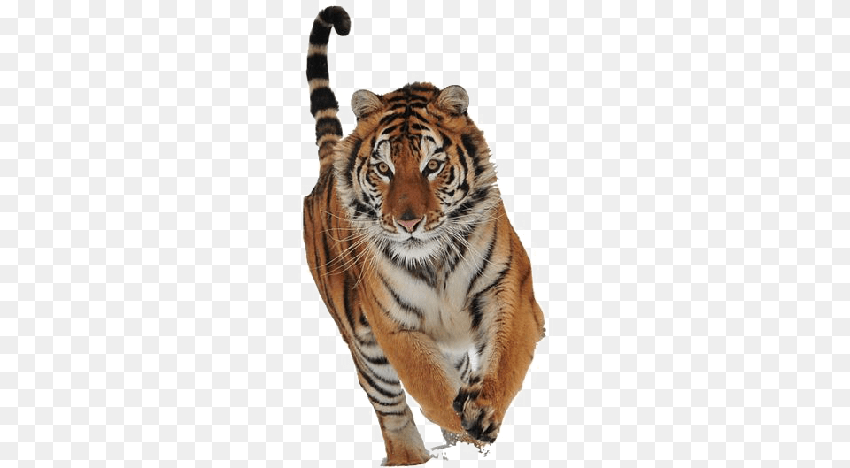 Real Tiger Running, Animal, Mammal, Wildlife Png
