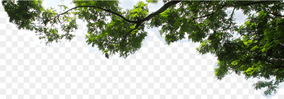 Real Tree Branch 4 Image Oak Tree Branch, Tree Trunk, Rainforest, Plant, Outdoors Free Png Download