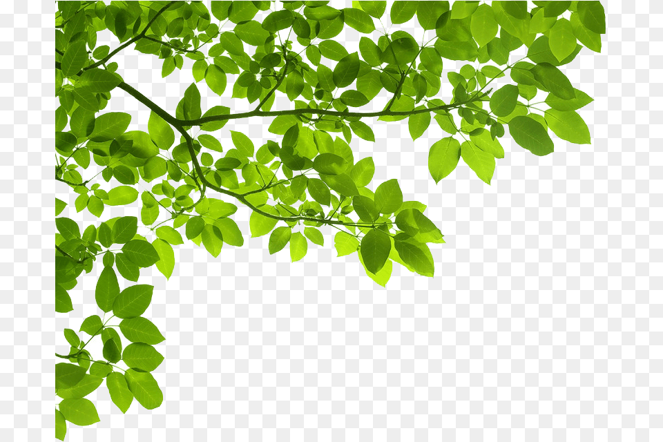 Real Tree Branch Images Collection, Green, Leaf, Oak, Plant Free Png
