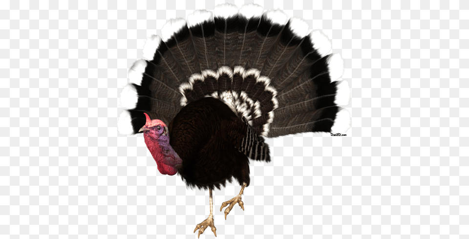 Real Turkey Turkey With No Background, Animal, Bird, Fowl, Poultry Free Png Download