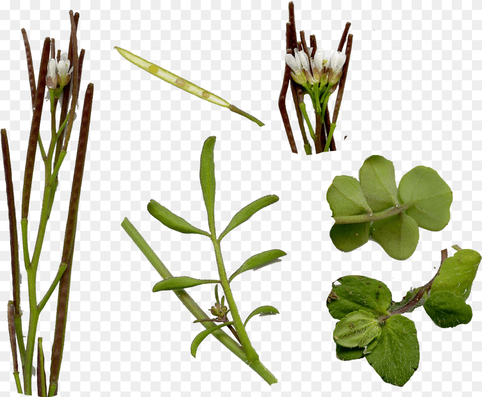 Real Weed Leaf Weed Leaf Cardamine Hirsuta Hairy Bittercress, Acanthaceae, Flower, Plant, Pollen Free Png