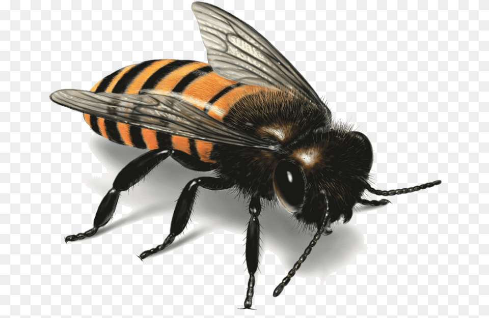Real Western Honey Bees Honey Bee Illustration, Animal, Insect, Invertebrate, Wasp Free Png Download