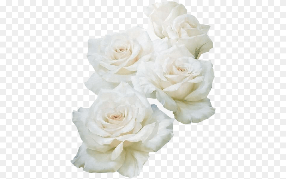 Real White Rose Image Flower, Petal, Plant, Flower Arrangement, Flower Bouquet Png