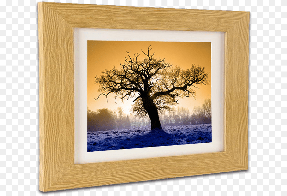 Real Wood Picture Framing At Hayman Creative Nottingham Picture Frame, Plant, Tree, Oak Free Transparent Png