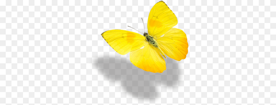 Real Yellow Butterflies, Flower, Petal, Plant, Animal Png Image