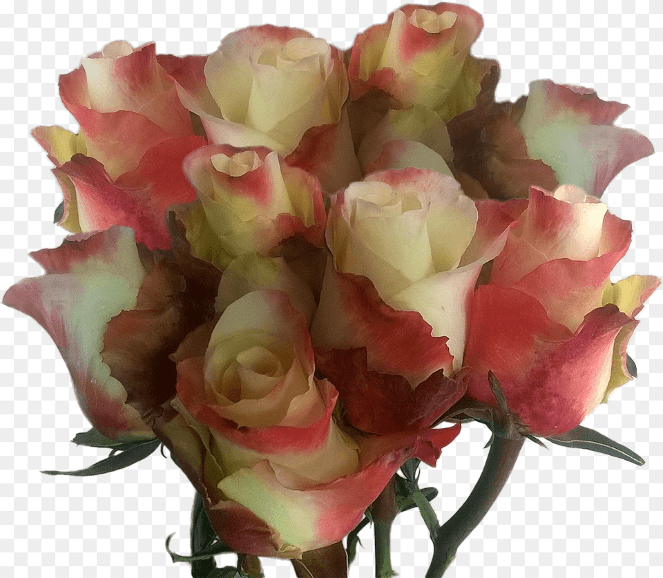 Real Yellow Pink Roses Cheap Huge Rose Bouquet To Order Online Floribunda, Flower, Flower Arrangement, Flower Bouquet, Plant Png Image