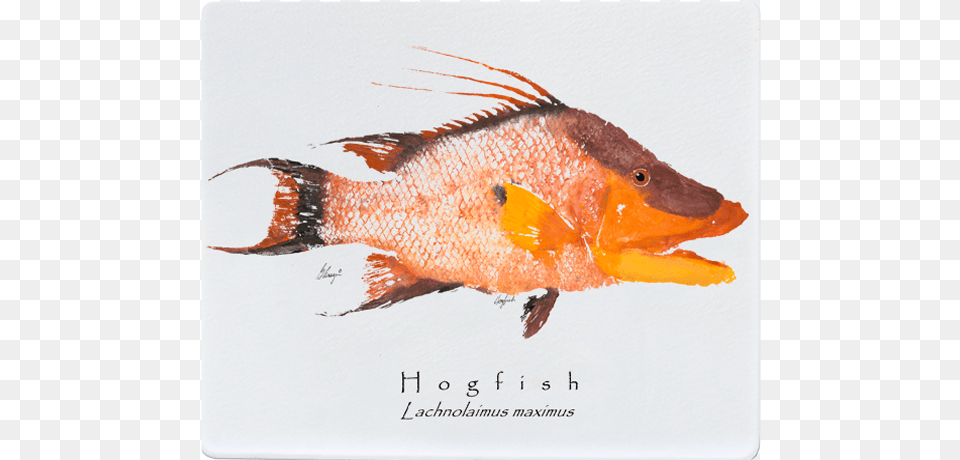 Realfish Gyotaku Hogfish 12x15 White Cutting Board Rock Cod, Animal, Fish, Sea Life Free Png