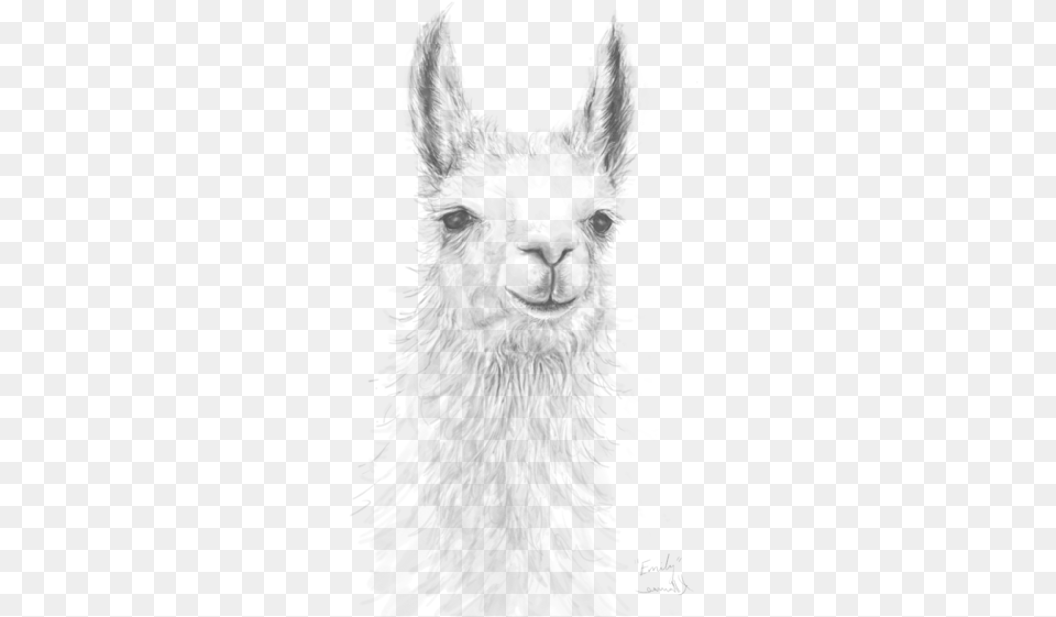 Realistic Alpaca Drawing With Llama, Outdoors, Nature, Snow, Snowman Png