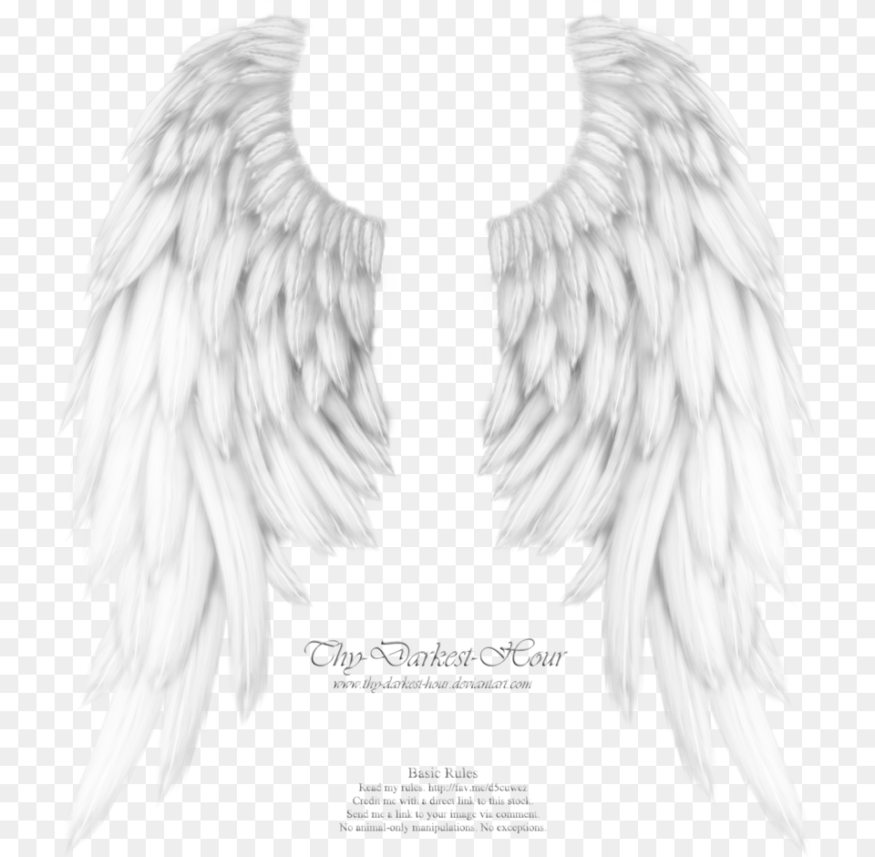 Realistic Angel Wings Drawing, Animal, Bird Free Transparent Png