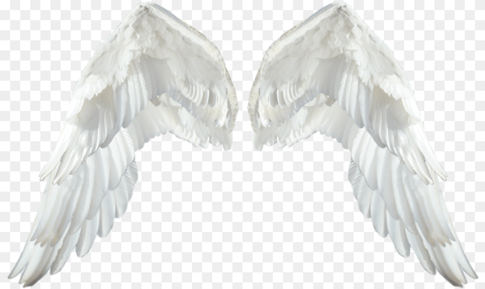 Realistic Angel Wings White Wings, Animal, Bird Free Transparent Png