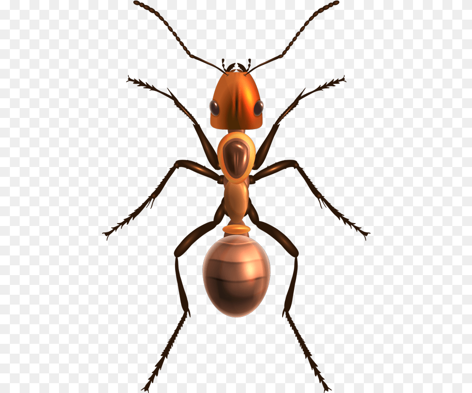 Realistic Ant, Animal, Insect, Invertebrate, Appliance Free Png Download