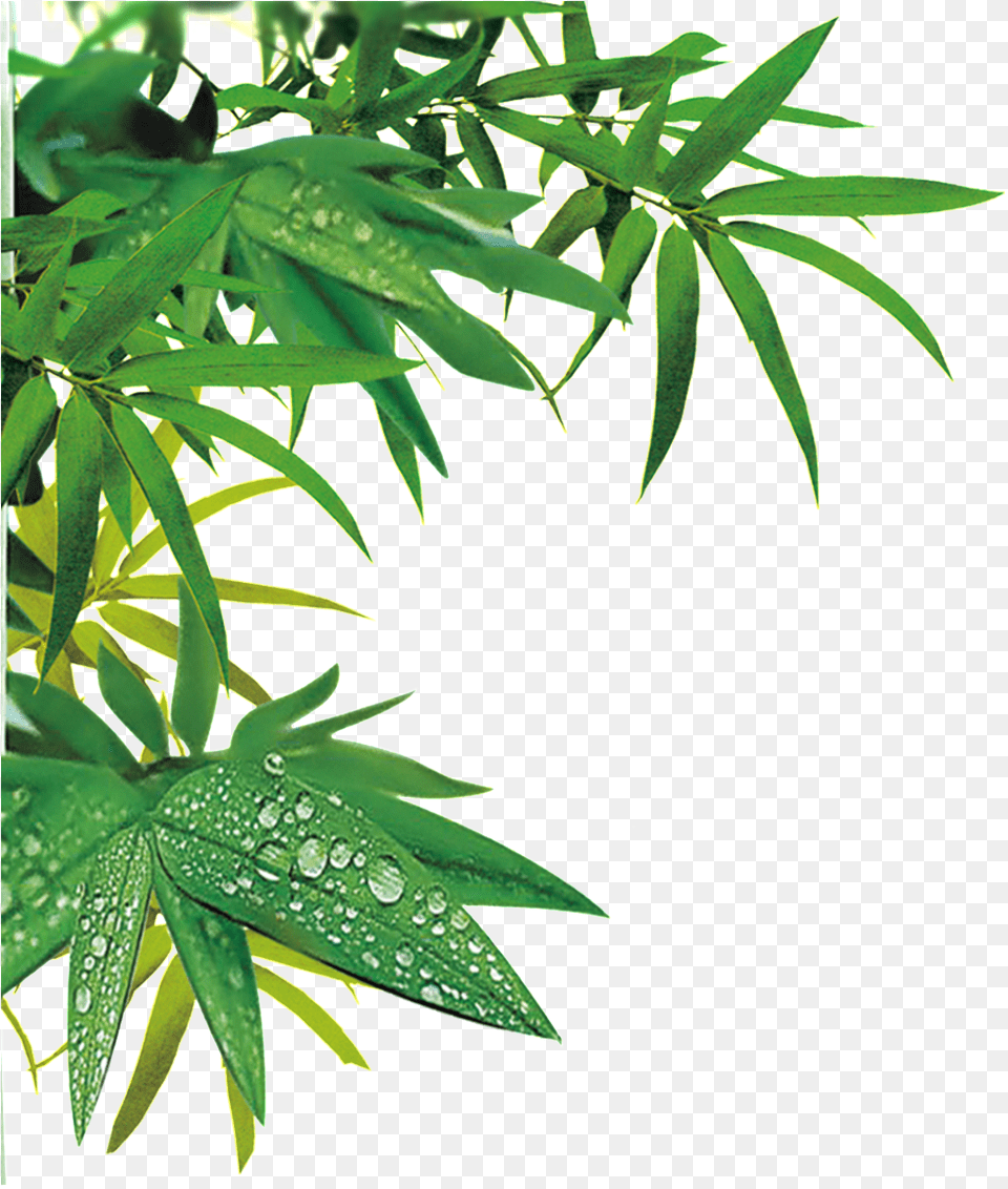 Realistic Bamboo Leaf Design Transparent Decorative Bamboo Transparent, Green, Plant, Tree Png Image