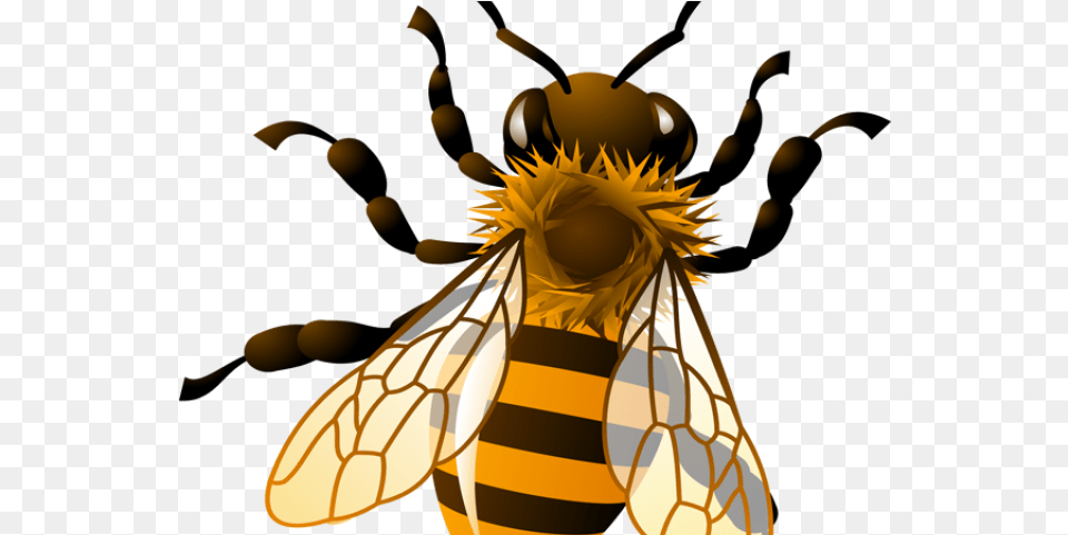 Realistic Bee Clipart Transparent Background Honey Bee Clipart, Animal, Honey Bee, Insect, Invertebrate Free Png