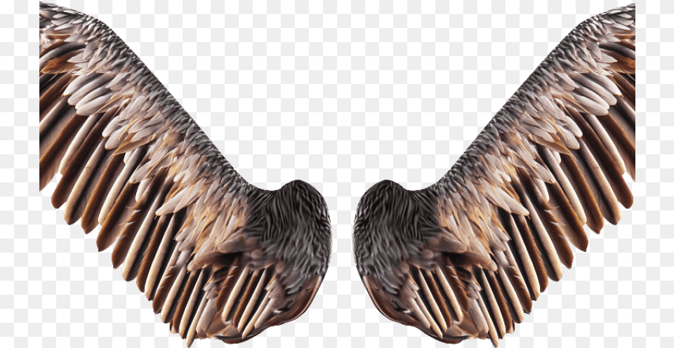 Realistic Bird Wings Stock Bird Wings Transparent, Animal, Vulture Png Image