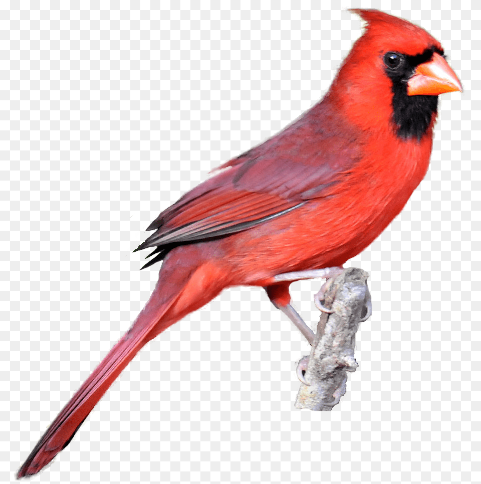 Realistic Birds Cliparts Clip Art, Animal, Bird, Cardinal, Beak Free Png Download