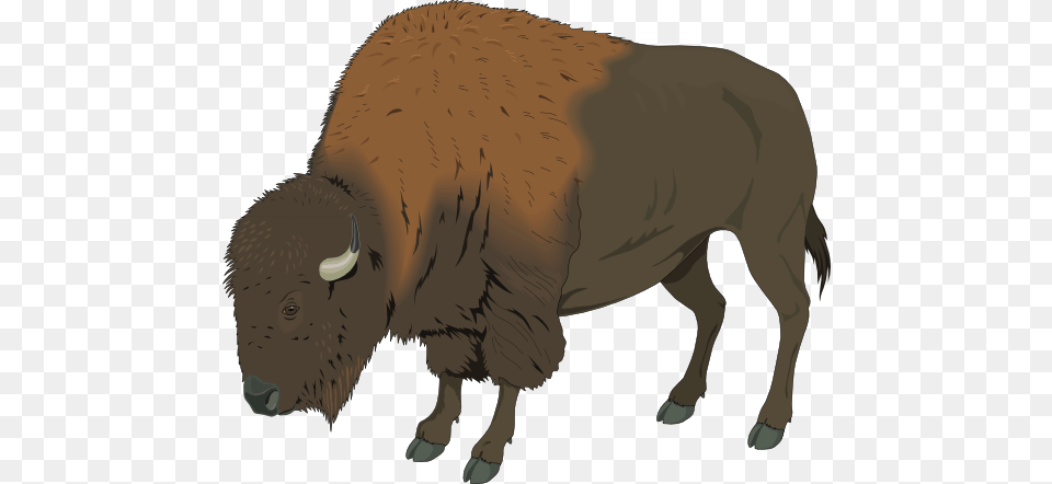 Realistic Bison Clip Art, Animal, Mammal, Wildlife, Buffalo Free Png Download