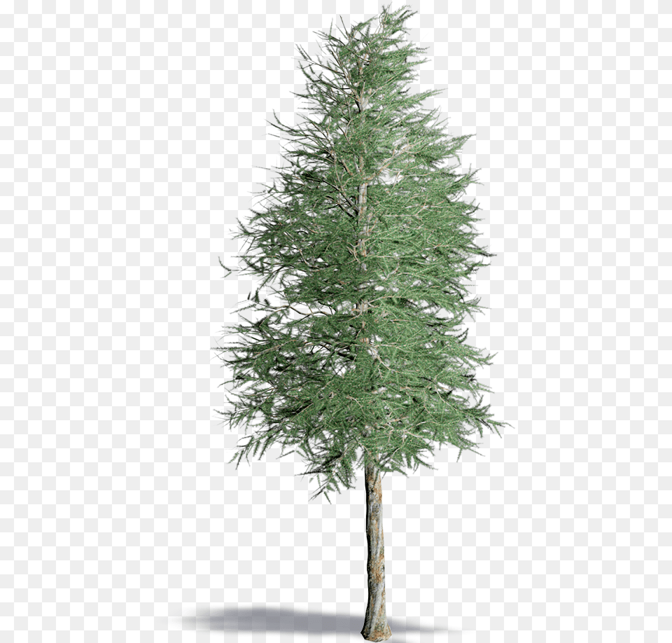 Realistic Black And White Pine Tree, Fir, Plant, Conifer Free Png Download