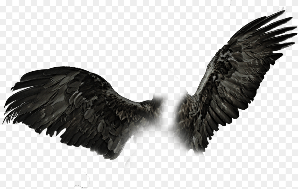 Realistic Black Wings, Animal, Bird, Vulture, Flying Png