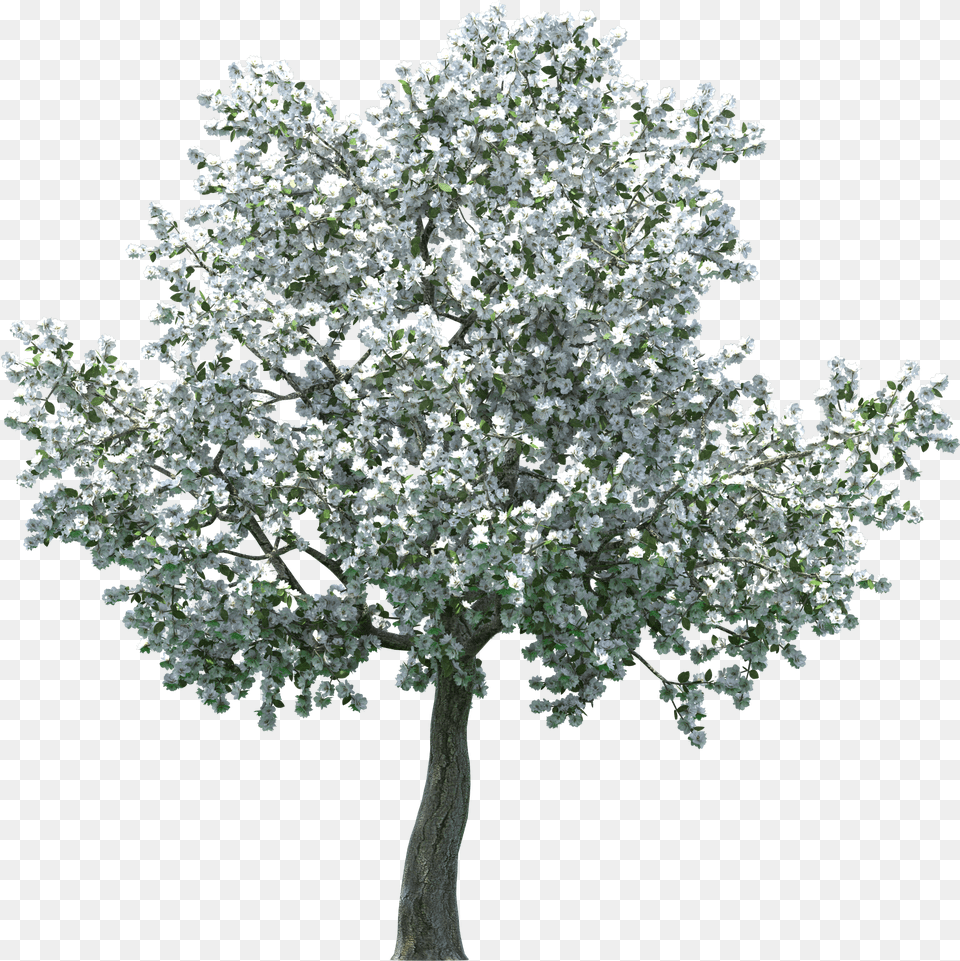 Realistic Blossom Tree Clip Art Apple Blossom Tree, Plant, Flower, Ice, Outdoors Free Transparent Png