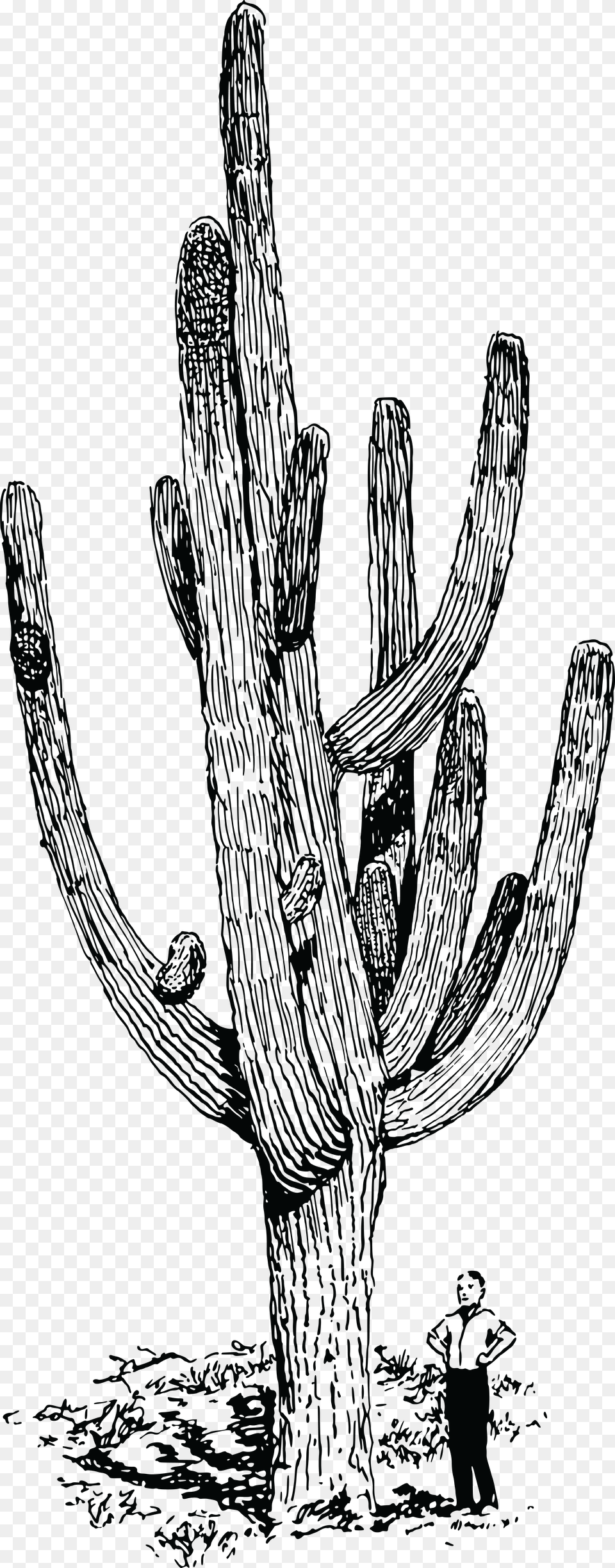 Realistic Cactus Line Drawing, Cross, Symbol, Plant Free Transparent Png