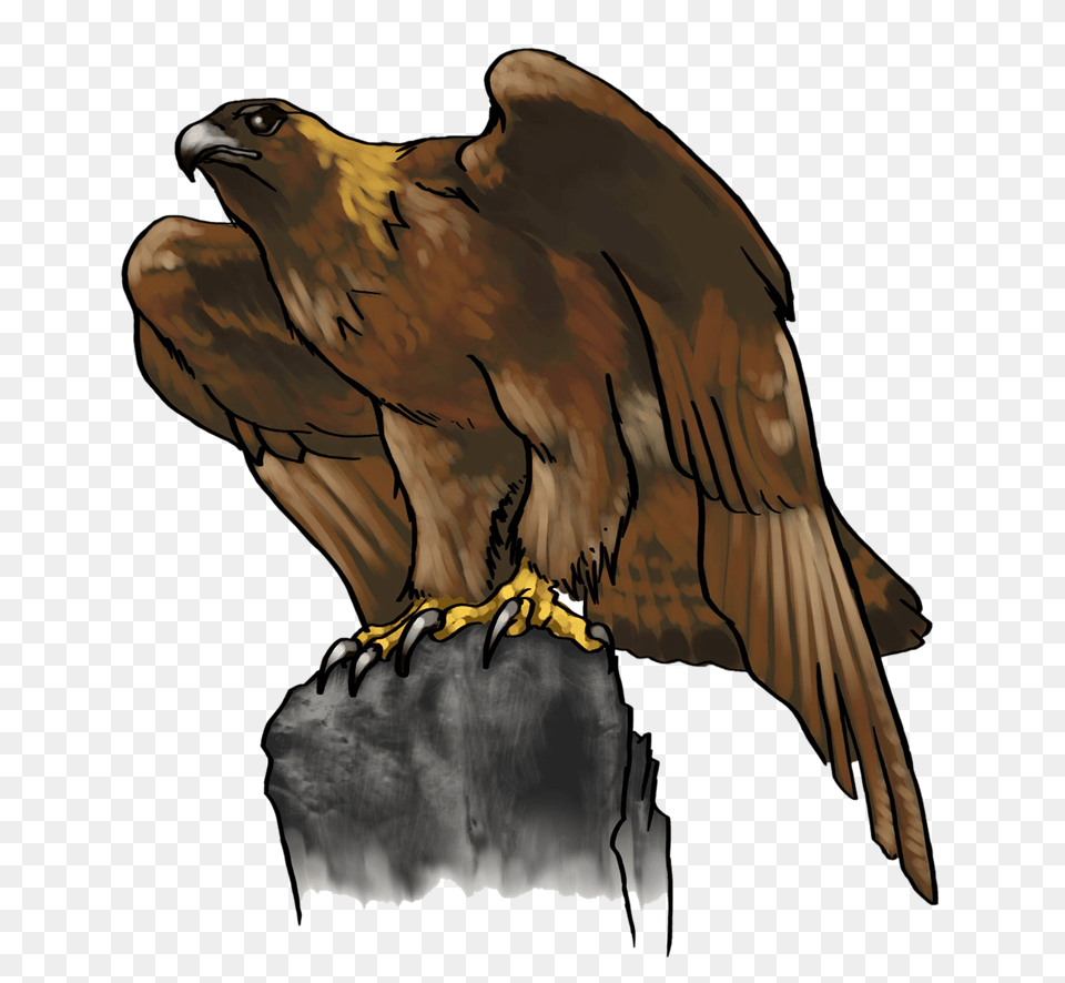 Realistic Clipart Eagle, Animal, Kite Bird, Bird, Hawk Free Transparent Png