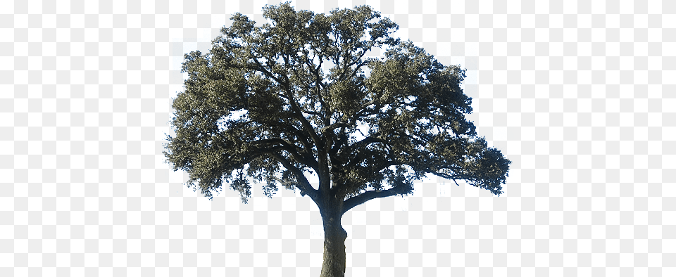 Realistic Clipart Oak Tree Oak Tree, Plant, Tree Trunk, Sycamore, Potted Plant Free Transparent Png