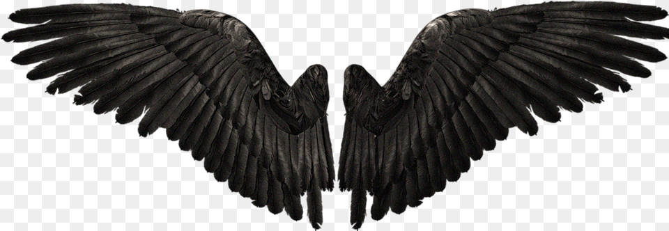 Realistic Demon Wings, Animal, Bird, Vulture, Condor Free Png Download