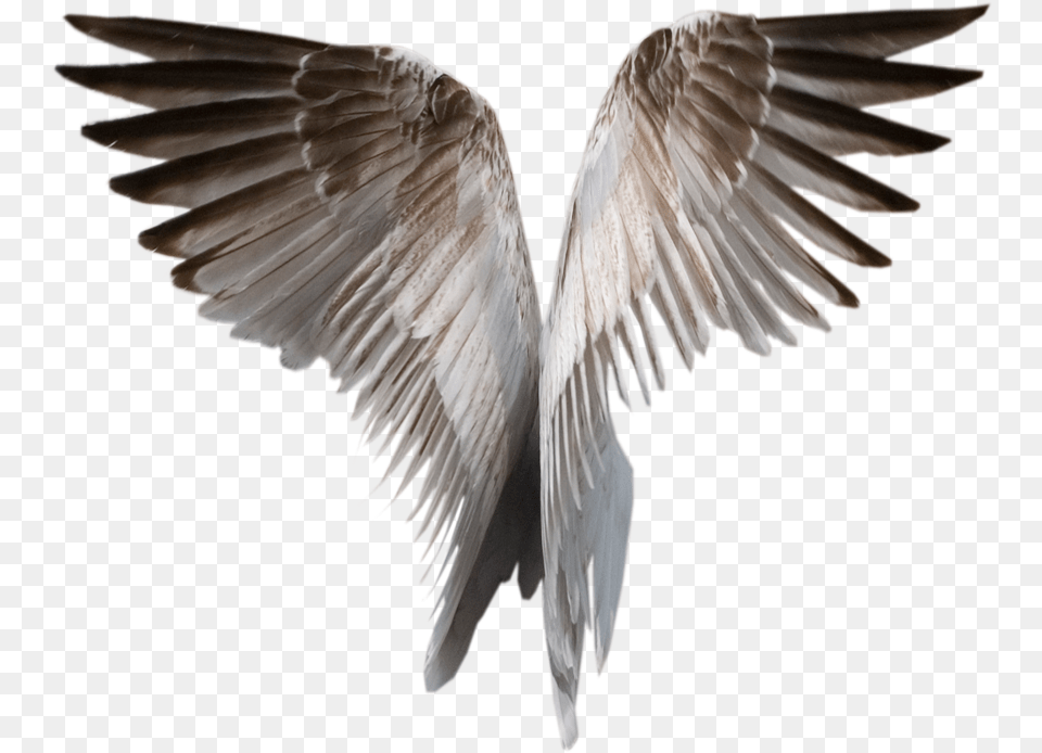 Realistic Devil Wings, Animal, Bird, Flying, Pigeon Free Transparent Png