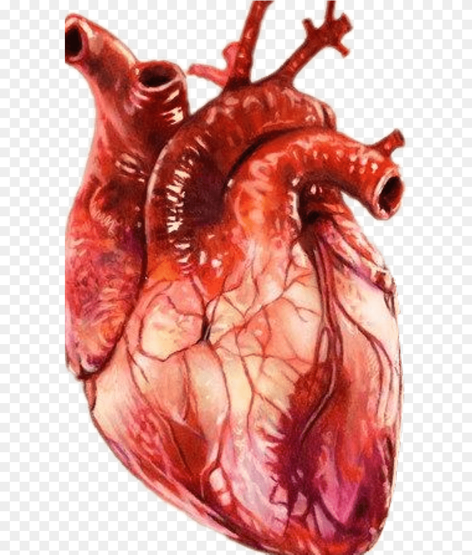 Realistic With Realistic Human Heart Drawing, Pottery, Accessories, Person Free Png Download
