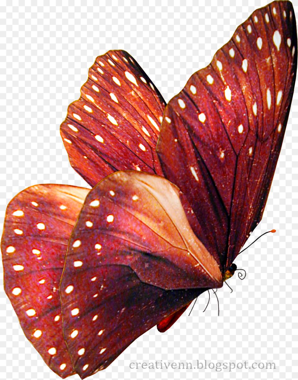 Realistic Fairy Wings, Animal, Butterfly, Insect, Invertebrate Free Png