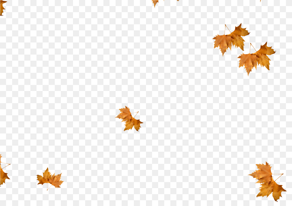 Realistic Falling Leaves, Leaf, Plant, Tree, Maple Png Image