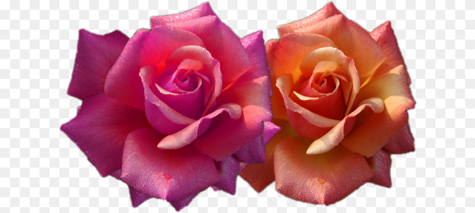 Realistic Flower Clip Art, Plant, Rose, Petal Png