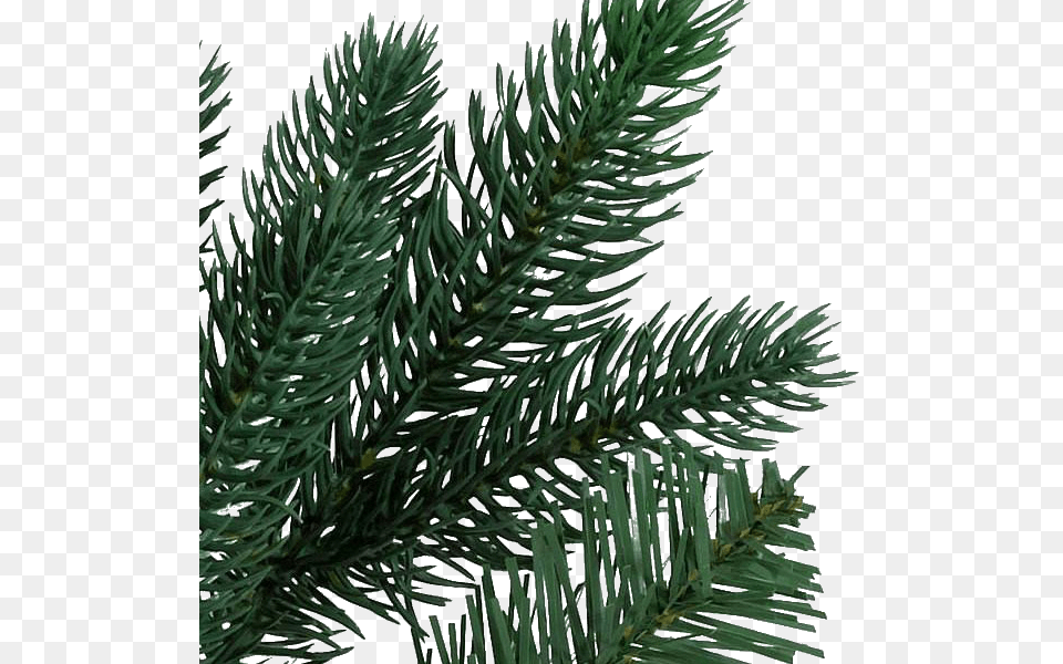 Realistic Foliage With Pe And Pvc Needles Yew Family, Conifer, Fir, Pine, Plant Free Png Download