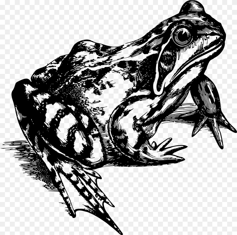 Realistic Frog Clipart Black And White, Gray Free Png