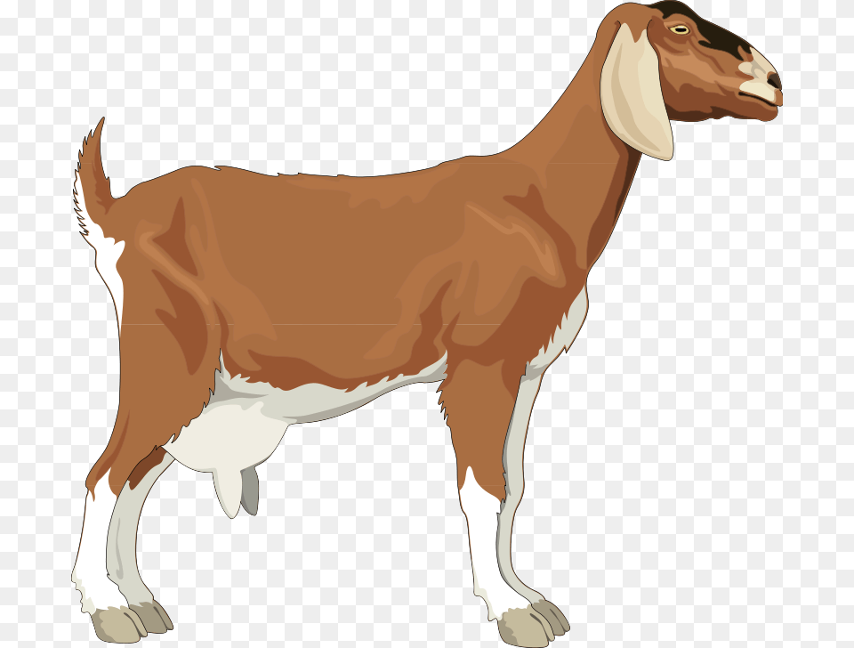 Realistic Goat Clipart, Livestock, Animal, Mammal, Cattle Png