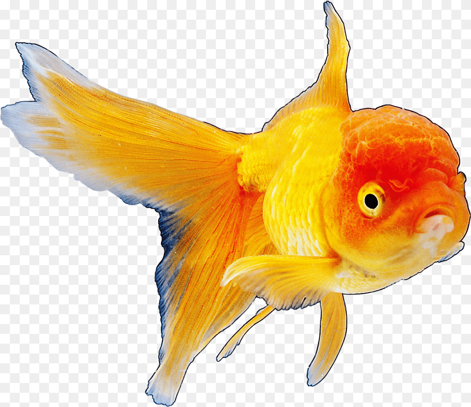 Realistic Goldfish Clipart Best Web Clipart, Animal, Fish, Sea Life Free Png