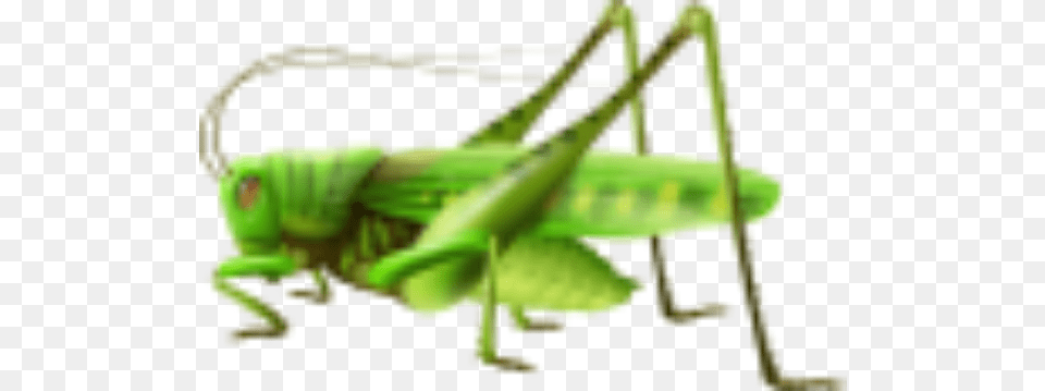 Realistic Grasshopper, Animal, Insect, Invertebrate, Cricket Insect Png Image